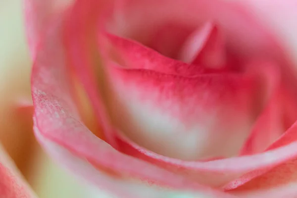 Macro Rose Close Flores Cor Rosa Branco Fundo Embaçado — Fotografia de Stock