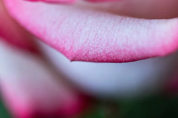 Macro Rose Gros Plan Fleurs Roses Blanches Sur Fond Flou — Photo