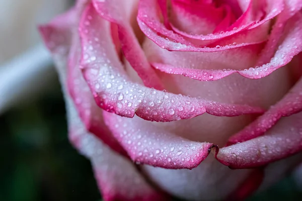 Macro Rose Gros Plan Eau Tombe Sur Les Pétales Fleurs — Photo