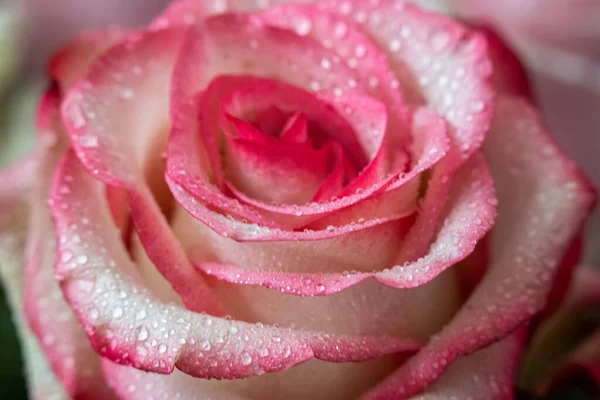 Makro Rose Närbild Vattendroppar Kronbladen Rosa Och Vita Blommor Suddig — Stockfoto