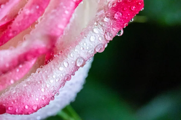 Macro Rose Close Água Cai Nas Pétalas Flores Cor Rosa Imagens Royalty-Free