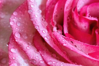 Makro. Rose yakın plan. Su yapraklara damlıyor. Bulanık arkaplanda pembe ve beyaz çiçekler.