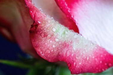 Makro. Rose yakın plan. Su yapraklara damlıyor. Bulanık arkaplanda pembe ve beyaz çiçekler.