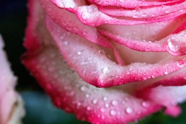 Makro. Rose yakın plan. Su yapraklara damlıyor. Bulanık arkaplanda pembe ve beyaz çiçekler.