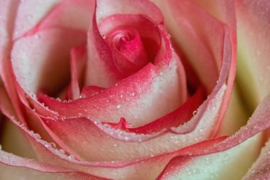 Makro. Rose yakın plan. Su yapraklara damlıyor. Bulanık arkaplanda pembe ve beyaz çiçekler.