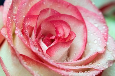 Makro. Rose yakın plan. Su yapraklara damlıyor. Bulanık arkaplanda pembe ve beyaz çiçekler.