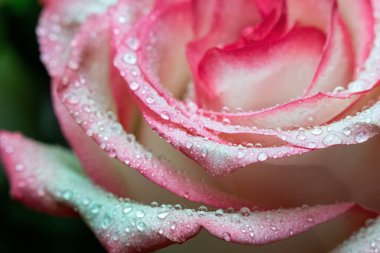 Makro. Rose yakın plan. Su yapraklara damlıyor. Bulanık arkaplanda pembe ve beyaz çiçekler.