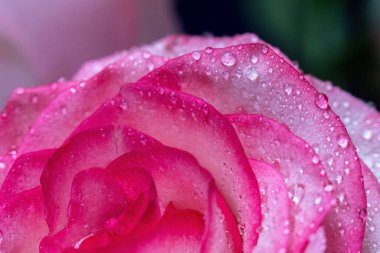 Makro. Rose yakın plan. Su yapraklara damlıyor. Bulanık arkaplanda pembe ve beyaz çiçekler.