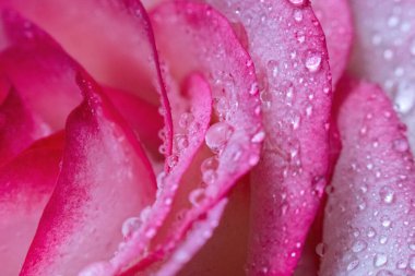 Makro. Rose yakın plan. Su yapraklara damlıyor. Bulanık arkaplanda pembe ve beyaz çiçekler.