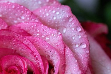 Makro. Rose yakın plan. Su yapraklara damlıyor. Bulanık arkaplanda pembe ve beyaz çiçekler.