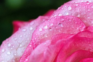 Makro. Rose yakın plan. Su yapraklara damlıyor. Bulanık arkaplanda pembe ve beyaz çiçekler.