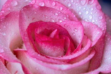 Makro. Rose yakın plan. Su yapraklara damlıyor. Bulanık arkaplanda pembe ve beyaz çiçekler.