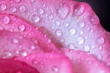 Makro. Rose yakın plan. Su yapraklara damlıyor. Bulanık arkaplanda pembe ve beyaz çiçekler.