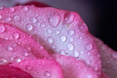 Makro. Rose yakın plan. Su yapraklara damlıyor. Bulanık arkaplanda pembe ve beyaz çiçekler.