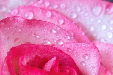 Makro. Rose yakın plan. Su yapraklara damlıyor. Bulanık arkaplanda pembe ve beyaz çiçekler.