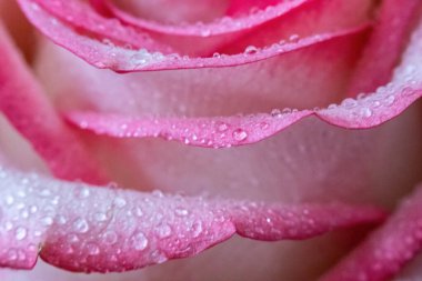 Makro. Rose yakın plan. Su yapraklara damlıyor. Bulanık arkaplanda pembe ve beyaz çiçekler.