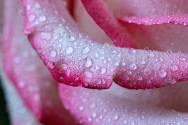 Makro. Rose yakın plan. Su yapraklara damlıyor. Bulanık arkaplanda pembe ve beyaz çiçekler.