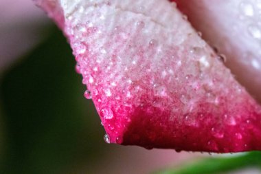 Makro. Rose yakın plan. Su yapraklara damlıyor. Bulanık arkaplanda pembe ve beyaz çiçekler.