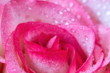 Makro. Rose yakın plan. Su yapraklara damlıyor. Bulanık arkaplanda pembe ve beyaz çiçekler.