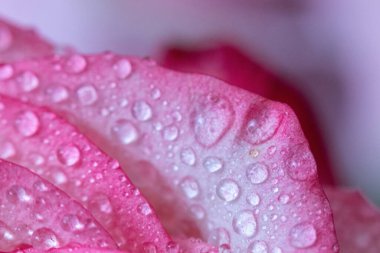 Makro. Rose yakın plan. Su yapraklara damlıyor. Bulanık arkaplanda pembe ve beyaz çiçekler.