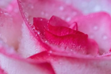 Makro. Rose yakın plan. Su yapraklara damlıyor. Bulanık arkaplanda pembe ve beyaz çiçekler.