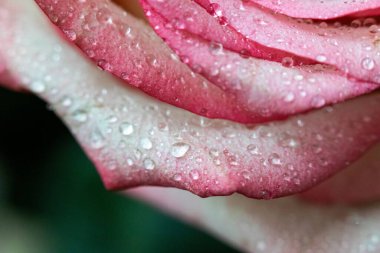 Makro. Rose yakın plan. Su yapraklara damlıyor. Bulanık arkaplanda pembe ve beyaz çiçekler.