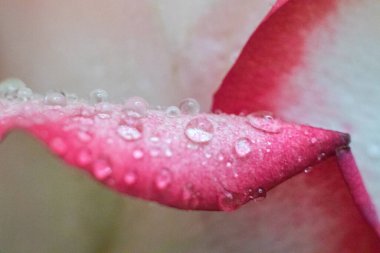 Makro. Rose yakın plan. Su yapraklara damlıyor. Bulanık arkaplanda pembe ve beyaz çiçekler.