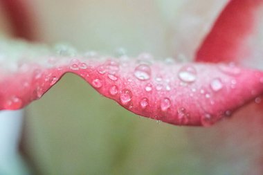 Makro. Rose yakın plan. Su yapraklara damlıyor. Bulanık arkaplanda pembe ve beyaz çiçekler.