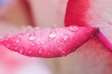 Makro. Rose yakın plan. Su yapraklara damlıyor. Bulanık arkaplanda pembe ve beyaz çiçekler.