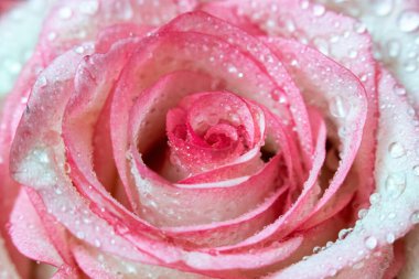 Makro. Rose yakın plan. Su yapraklara damlıyor. Bulanık arkaplanda pembe ve beyaz çiçekler.