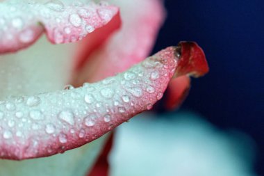 Makro. Rose yakın plan. Su yapraklara damlıyor. Bulanık arkaplanda pembe ve beyaz çiçekler.