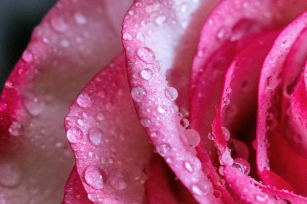 Makro. Rose yakın plan. Su yapraklara damlıyor. Bulanık arkaplanda pembe ve beyaz çiçekler.