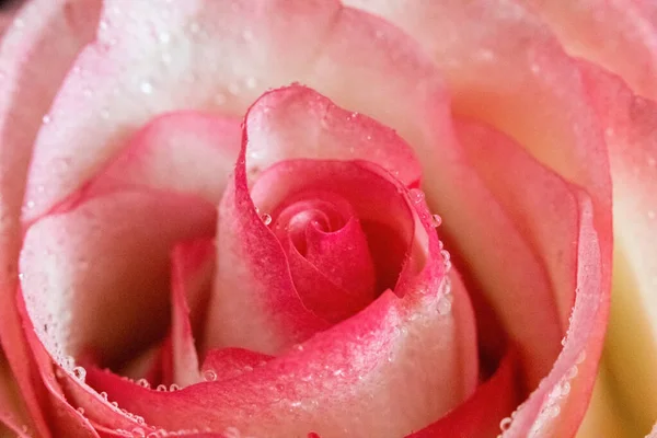 Macro Rose Close Água Cai Nas Pétalas Flores Cor Rosa — Fotografia de Stock