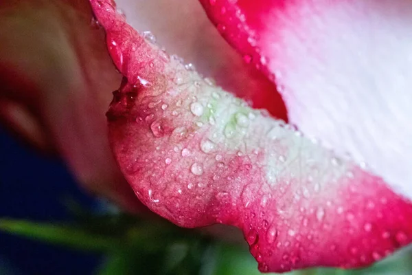 Makro. Rose yakın plan. Su yapraklara damlıyor. Bulanık arkaplanda pembe ve beyaz çiçekler.