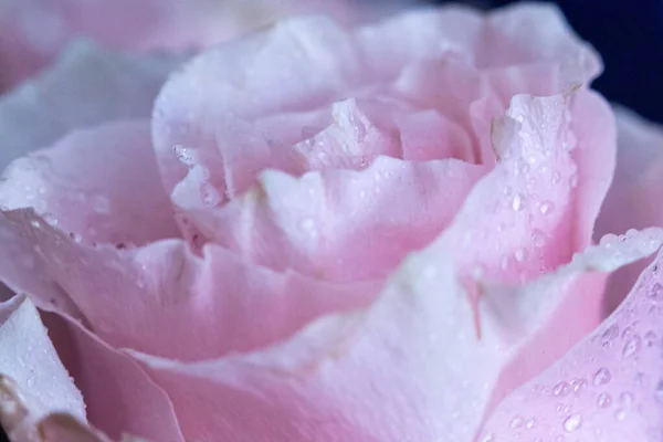 Macro Rose Close Água Cai Nas Pétalas Flores Cor Rosa — Fotografia de Stock