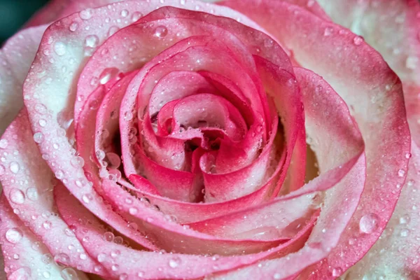 Macro Rose Gros Plan Eau Tombe Sur Les Pétales Fleurs — Photo