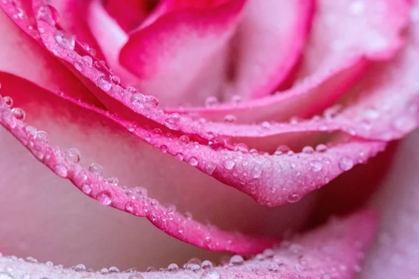 Makro Zbliżenie Rose Krople Wody Płatki Różowe Białe Kwiaty Rozmytym — Zdjęcie stockowe