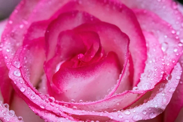 Makro. Rose yakın plan. Su yapraklara damlıyor. Bulanık arkaplanda pembe ve beyaz çiçekler.