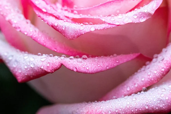 Macro Rose Gros Plan Eau Tombe Sur Les Pétales Fleurs — Photo