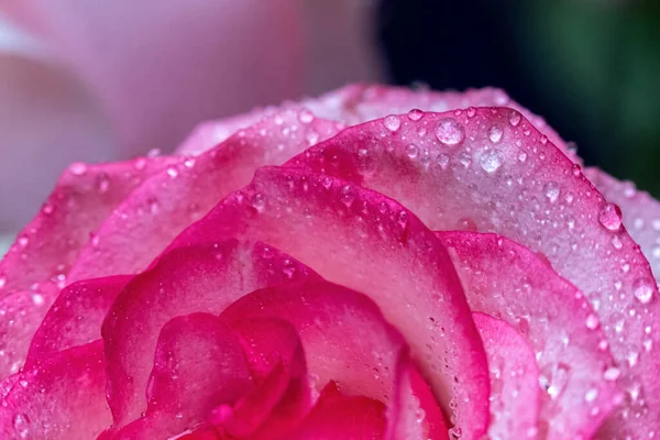 Makro Rose Närbild Vattendroppar Kronbladen Rosa Och Vita Blommor Suddig — Stockfoto