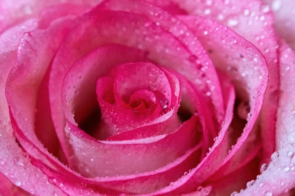 Makro. Rose yakın plan. Su yapraklara damlıyor. Bulanık arkaplanda pembe ve beyaz çiçekler.