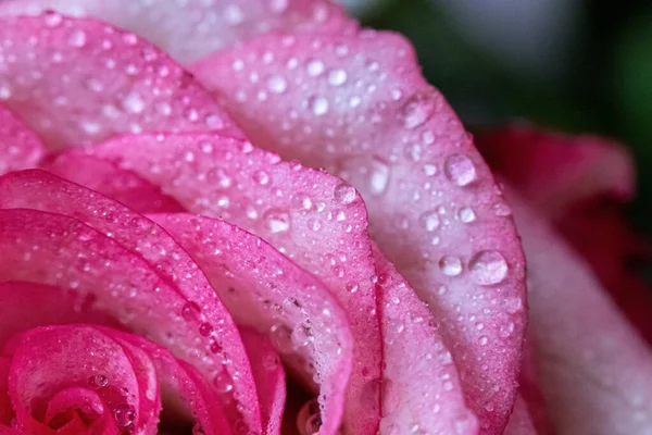 Makro. Rose yakın plan. Su yapraklara damlıyor. Bulanık arkaplanda pembe ve beyaz çiçekler.