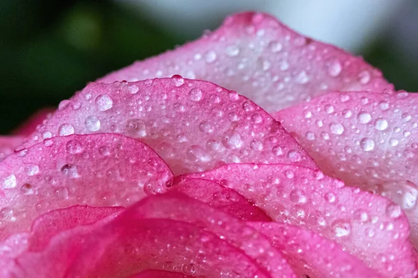 Makro. Rose yakın plan. Su yapraklara damlıyor. Bulanık arkaplanda pembe ve beyaz çiçekler.