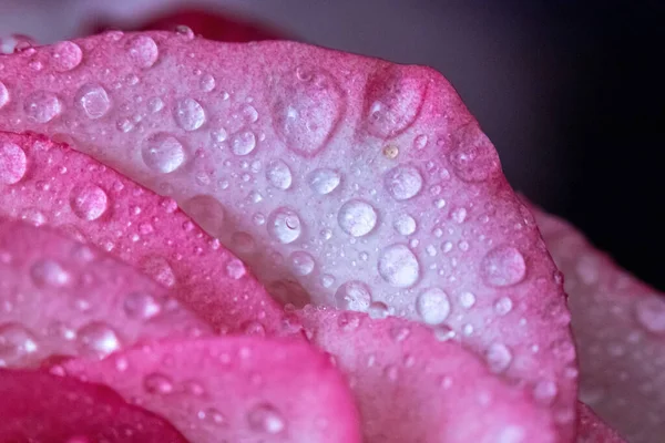 Makro. Rose yakın plan. Su yapraklara damlıyor. Bulanık arkaplanda pembe ve beyaz çiçekler.