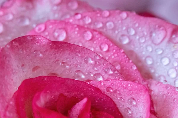 Macro Rose Gros Plan Eau Tombe Sur Les Pétales Fleurs — Photo