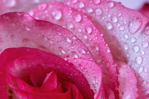 Macro Rose Gros Plan Eau Tombe Sur Les Pétales Fleurs — Photo