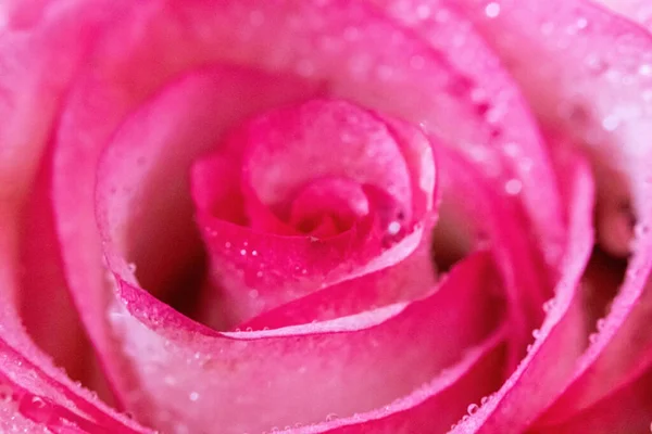 Macro Rose Close Água Cai Nas Pétalas Flores Cor Rosa — Fotografia de Stock