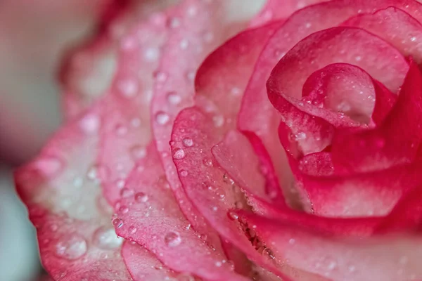 Macro Rose Close Água Cai Nas Pétalas Flores Cor Rosa — Fotografia de Stock