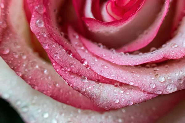 Macro Rose Close Água Cai Nas Pétalas Flores Cor Rosa — Fotografia de Stock