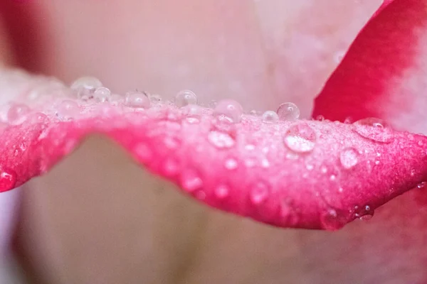 Macro Rose Close Water Drops Petals Pink White Flowers Blurry — Stock Photo, Image